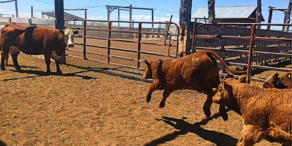 Oregon Cattle Ranches