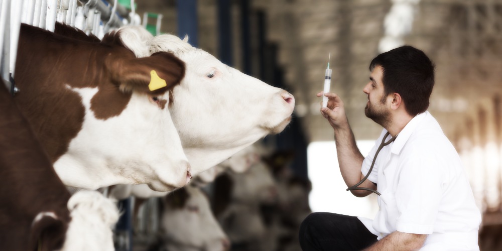 There It Is: USDA Scientists Weigh Avian Flu Vaccine… for Cattle